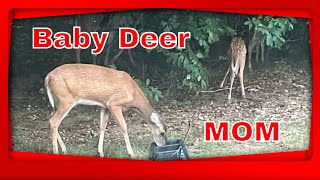 Baby Deer
