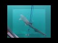Close up shark cage diving south africa