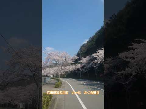 2026年4月2日　兵庫県　い～な！！さくら通り  #さくら　 #猪名川町 　#兵庫県