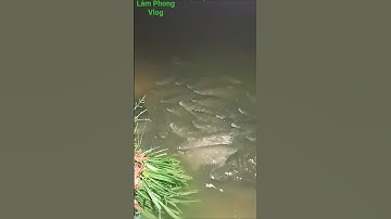 chuẩn bị đón bão số 9 của đàn cá #trending #video #fishing #short #like #music