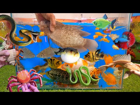 Video Video tổng hợp cá cảnh đẹp, động vật dễ thương, cá tai... - youtube