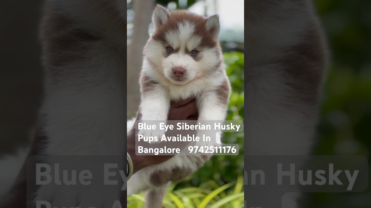 Outstanding Quality Siberian Husky Puppies Available Blue Eye Husky