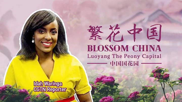 Live: Blossom China - Luoyang, the peony capital - DayDayNews