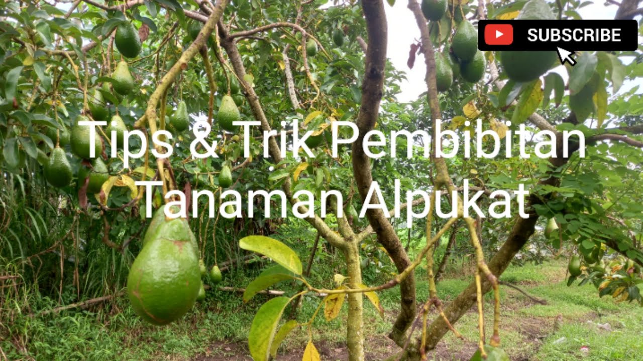 Cara Mudah Pembibitan Tanaman Buah Alpukat Mentega Dari Biji Sampe Berbuah Banyak‼️
