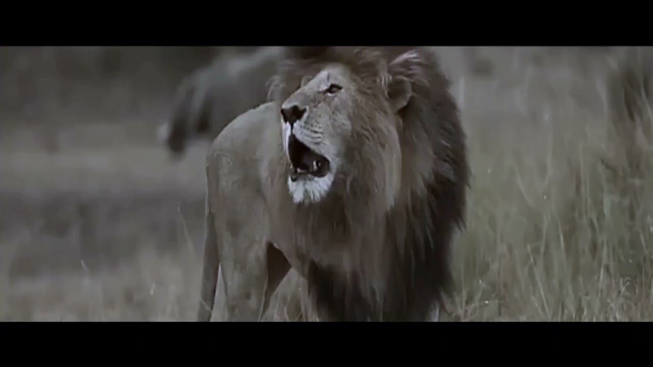 𝐒𝐜𝐚𝐫𝐟𝐚𝐜𝐞 – 𝐓𝐡𝐞 𝐑𝐞𝐚𝐥 𝐋𝐢𝐨𝐧 𝐊𝐢𝐧𝐠 | 𝐄𝐩𝐢𝐜 𝐓𝐫𝐢𝐛𝐮𝐭𝐞 𝐒𝐨𝐧𝐠 (𝐌𝐢𝐧𝐝𝐀𝐞𝐭𝐡𝐞𝐫𝐢𝐮𝐦 𝐎𝐫𝐢𝐠𝐢𝐧𝐚𝐥)