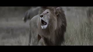 𝐒𝐜𝐚𝐫𝐟𝐚𝐜𝐞 𝐓𝐡𝐞 𝐑𝐞𝐚𝐥 𝐋𝐢𝐨𝐧 𝐊𝐢𝐧𝐠 𝐄𝐩𝐢𝐜 𝐓𝐫𝐢𝐛𝐮𝐭𝐞 𝐒𝐨𝐧𝐠 𝐌𝐢𝐧𝐝𝐀𝐞𝐭𝐡𝐞𝐫𝐢𝐮𝐦 𝐎𝐫𝐢𝐠𝐢𝐧𝐚𝐥