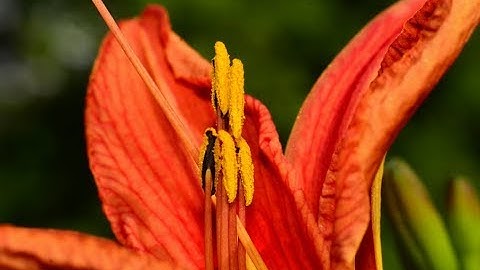 How to use the Raynox 250 macro with flash