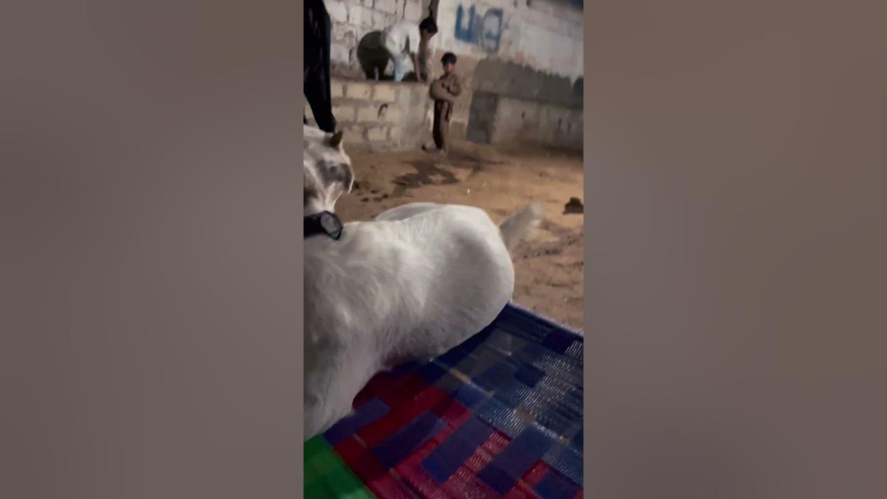 #masti #goat # livestock # shouqeen# rest time # say Masha allah