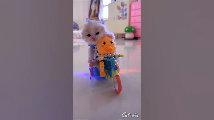 Video 11877951: little kitten meowing cat, funny cats kittens meowing, cats kittens meowing cute