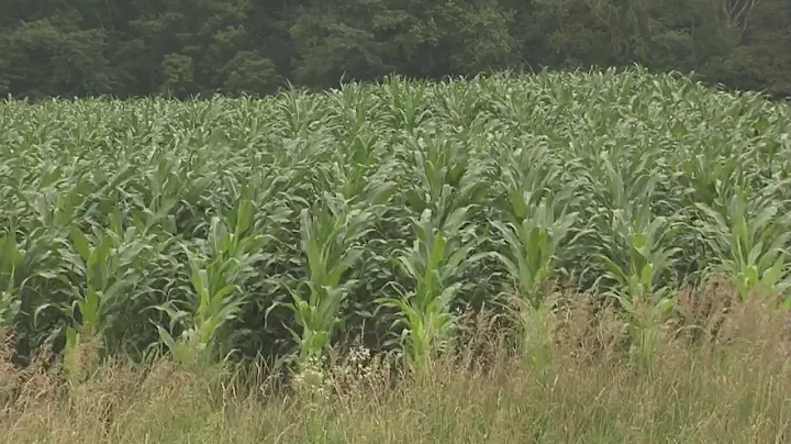 Food shortages continue amid high demand