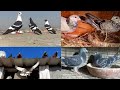أحكم بنفسك أيهما أفضل في الإنتاج الحمام السايب او الحمام المحبوس دكتور حمام مصري