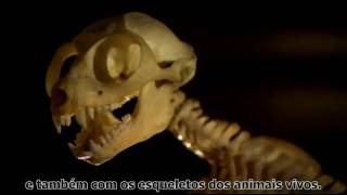 BBC   The Link Uncovering Our Earliest Ancestor   Leg.