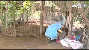 VTC14_Cúm gia cầm bùng phát mạnh trở lại