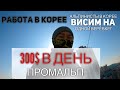 18 тысяч рублей в день. Работа в Южной Корее 2020. Промальп