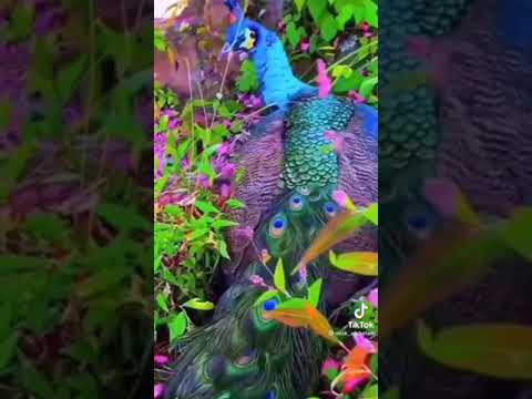 صلى عليك الله يا نبع اله دى ماطار طير في السماء وغردا