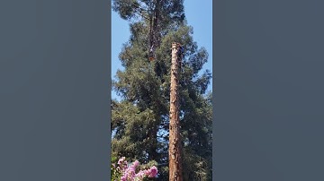redwood removed using crane