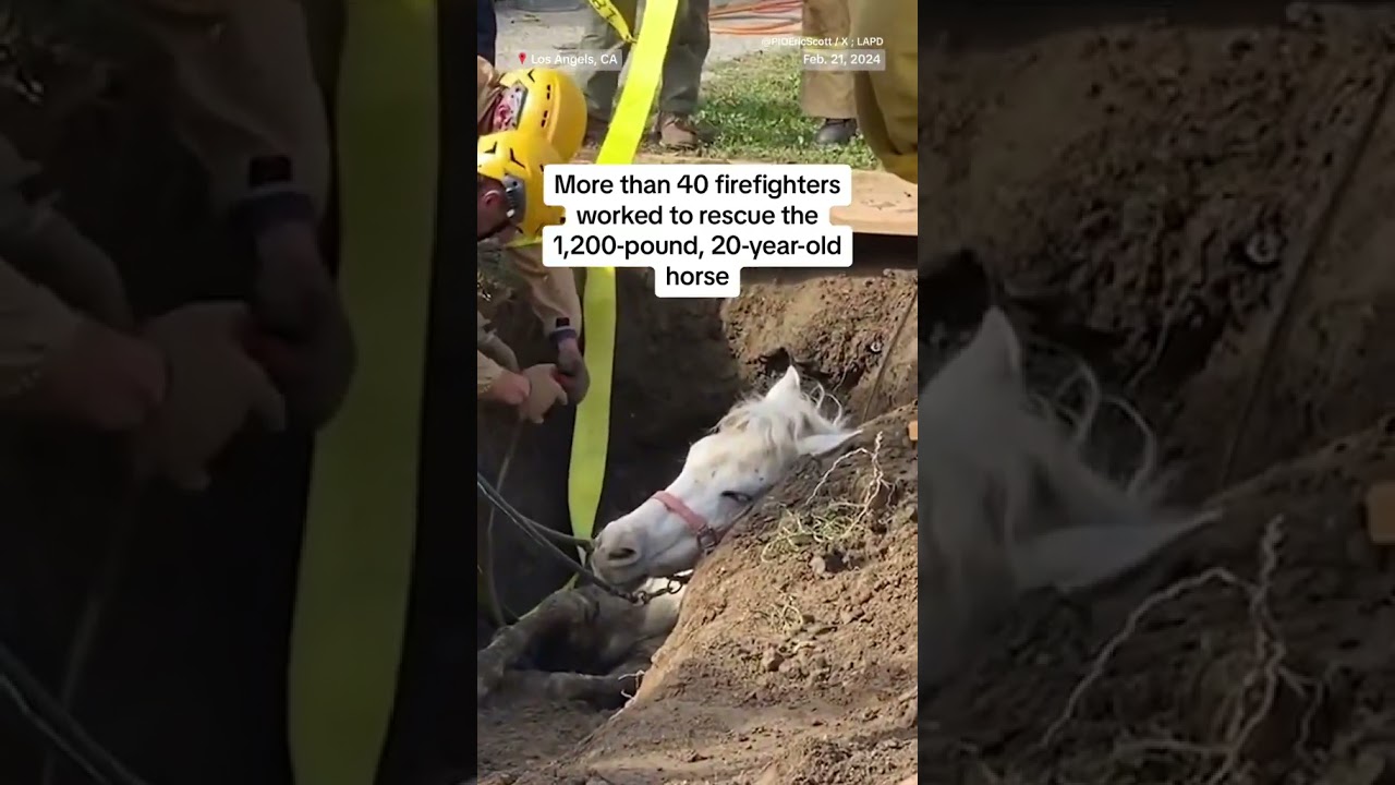 A horse named ‘Lucky’ sank in a muddy sinkhole in Los Angeles