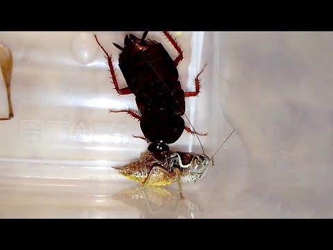 Cockroach vs Katydid (Таракан vs Кузнечик).