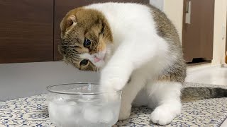 生まれて初めて氷を見て思わず触っちゃう親子猫が可愛い！