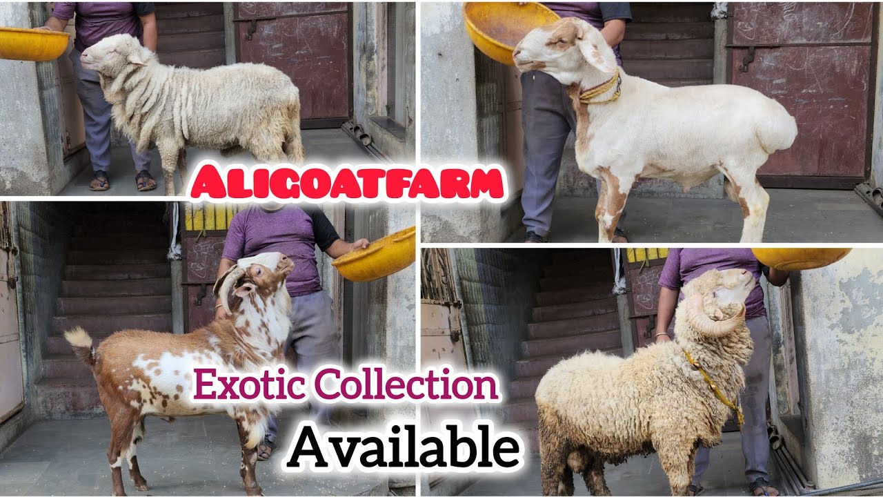 Exotic Collection Available for sale at Aligoatfarm 