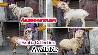 Exotic Collection Available For Sale At Aligoatfarm