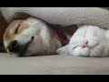 😺 Что снится котам и собакам?! 🐕 Смешное видео с собаками, кошками и котятами! 😸