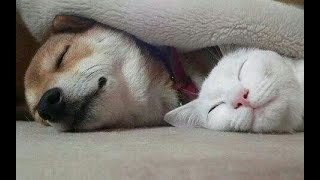 😺 Что снится котам и собакам?! 🐕 Смешное видео с собаками, кошками и котятами! 😸