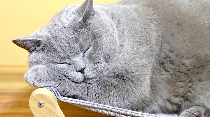 Watch the video about Big minus the British cat 😻