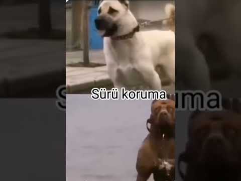 KANGAL VS PITBULL