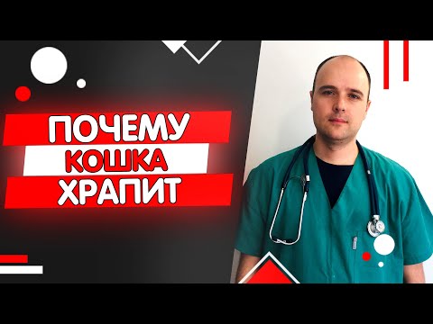 Почему кошка храпит - нормально ли это?