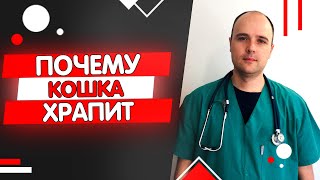 Почему кошка храпит - нормально ли это?