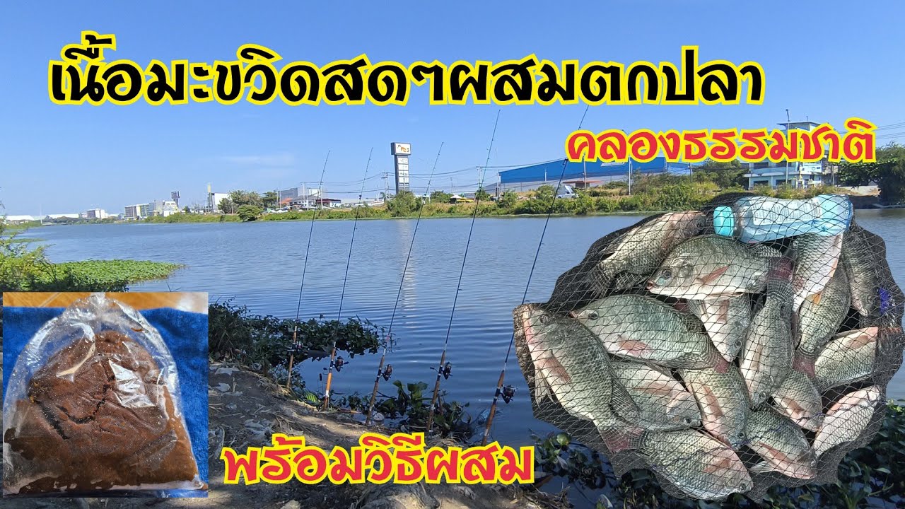 ตกปลานิล ปลาตะเพียนคลองส่งน้ำสุวรรณภูมิ ด้วยเหยื่อมะขวิดสดๆผสมเทสหน้าหมายตกเลย