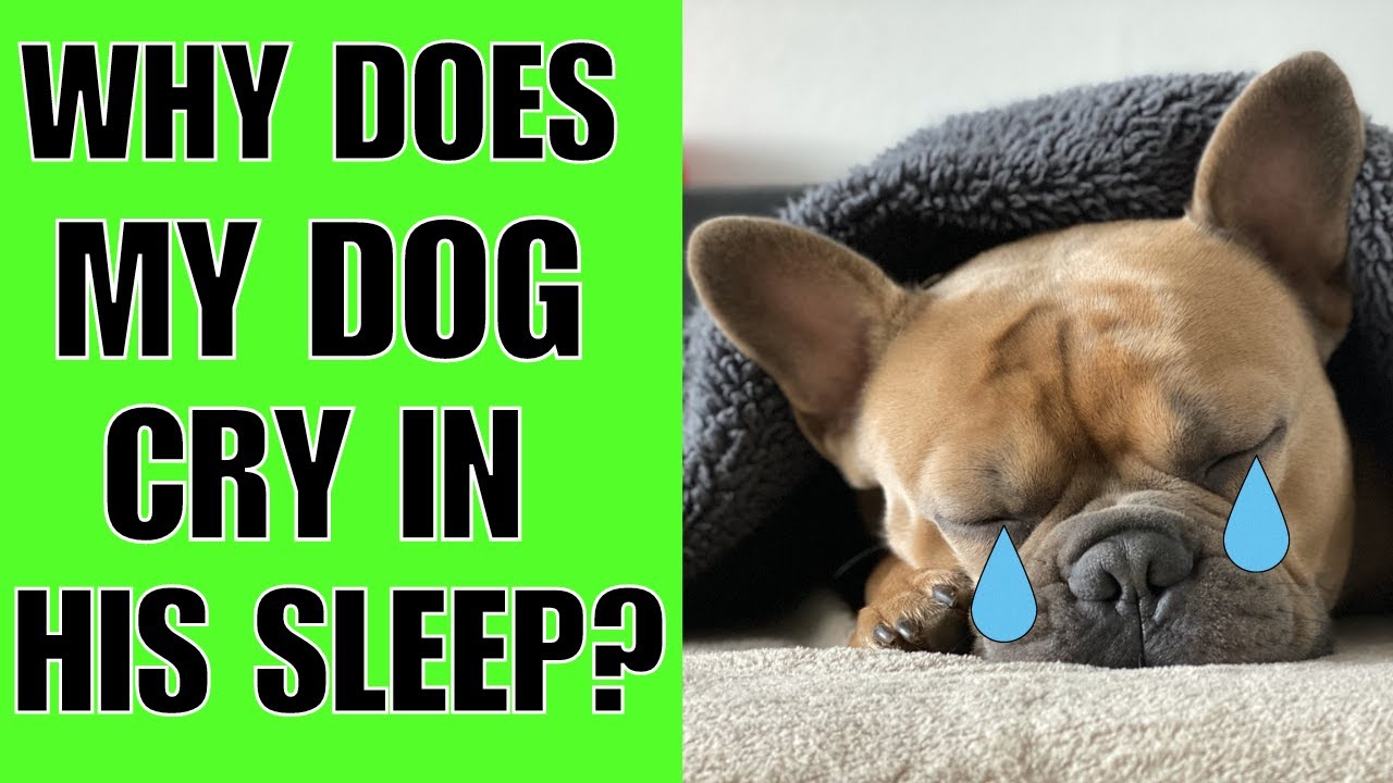 Why Do Dogs Cry in Their Sleep: Unveiling the Mystery