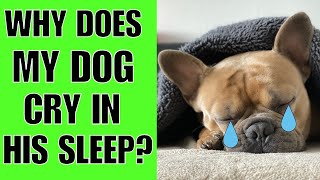 Why Does My Dog Cry In His Sleep?(UNEXPECTED)