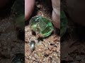 Full video on homepage#gems  #agate#crystal#gold#Gems#diamonds#gold mines#emeralds #pearl