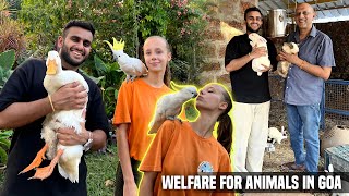 UK returnee Rescues & Cares for 150+ Stray animals in Goa| Man with Golden Heart