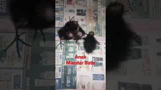 Anak Mandar Batu Baru Menetas