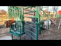 Chore Vlog 2 | Raising Boer Goats