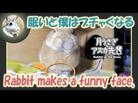 rabbit-makes-a-funny-face.