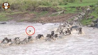 While migrating, hundreds of zebras suddenly became prey to hundreds of crocodiles in the Masai M...