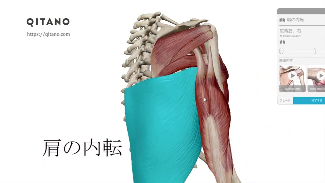 広背筋 こうはいきん ストレッチ方法 起始停止 働き Qitano キタノ カラダづくりラボ