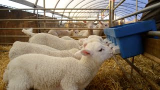 Lambing Season Documentary