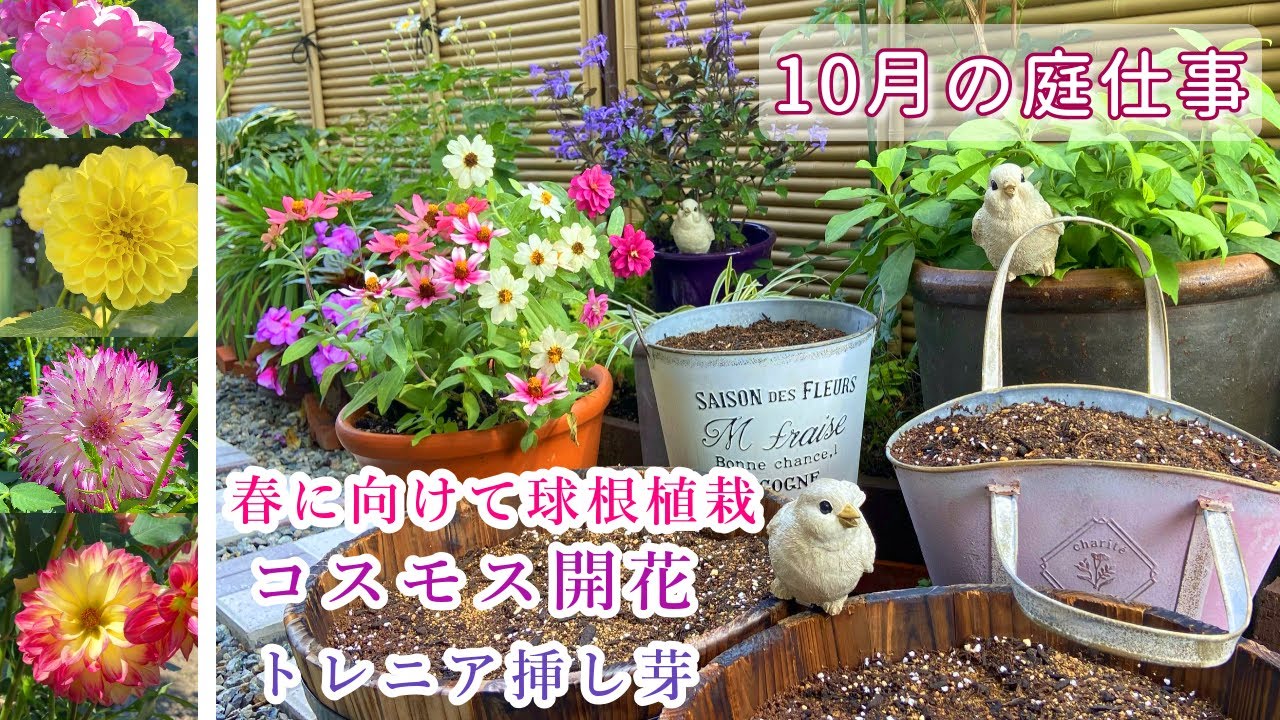 秋植え球根で春の庭に彩りを 10月のガーデニング 挿し木 挿し芽 コスモス開花 植物園散歩 秋の庭仕事 Youtube