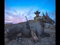 Nilgai Hunt in Texas - "Not So Easy Nilgai"