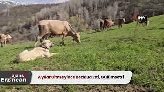 Ayılar Gitmeyince Beddua Etti, Gülümsetti