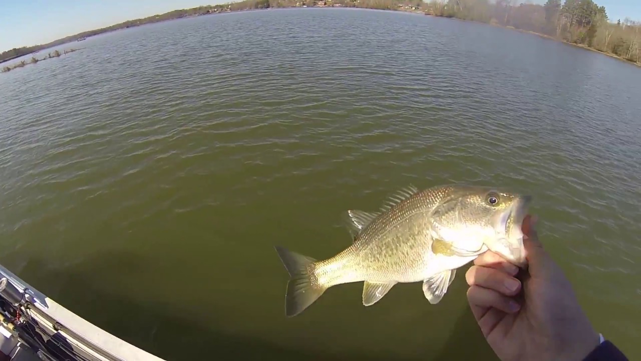 Lake Chickamauga Bass Fishing on Shallow POINTS and FLATS in Spring