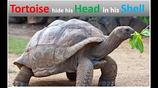 Tortoise hide his head inside its shell