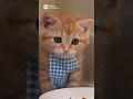 Cat cooking and cleaning viral video #viral #viralvideo #cat #cats #catvideos