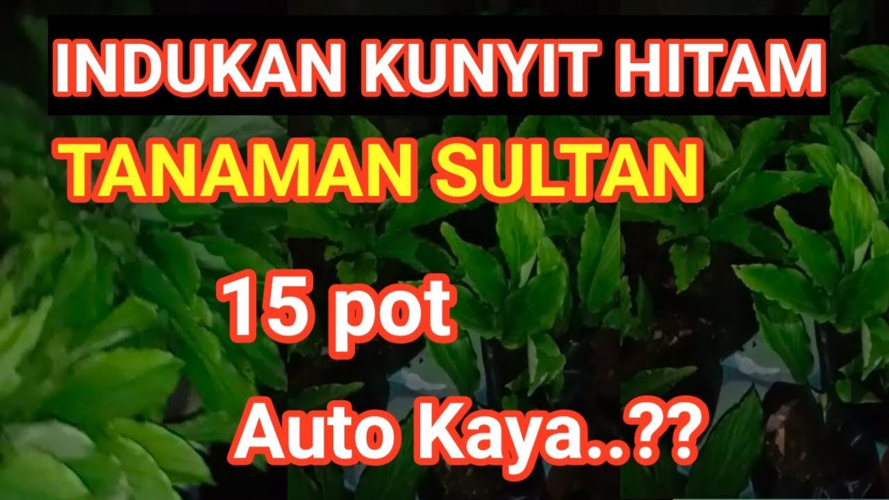 INDUKAN KUNYIT HITAM 