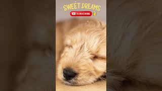Relaxing Sleep Music For Dogs ♫ Calm Your Dog And Puppy Effectively ? shorts ?